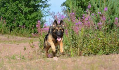 German shepherd running