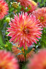 beautiful dalhia flowers in the garden