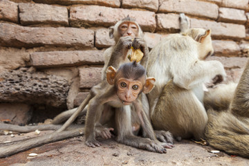 Curius and sceptical