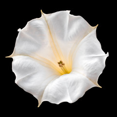Plakat White flower on black background