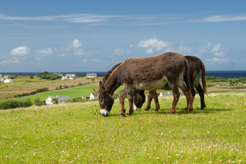 Fototapeta na wymiar Esel auf der Weide