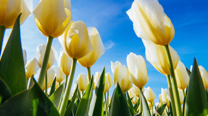 Obraz premium Yellow tulip field in Holland
