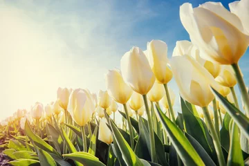 Crédence de cuisine en verre imprimé Tulipe Vue des rangées de tulipes jaunes en été