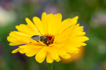 Bee on marigold in the nature 