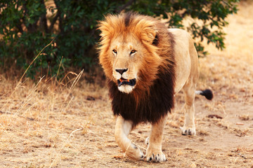 Male lion in Masai Mara