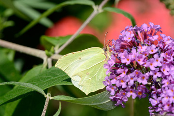 Butterfly brimstone on purple Flower 