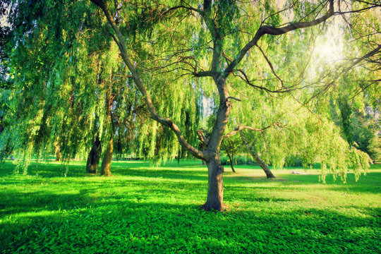 Green summer park landscape. Nature theme