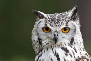 Photo sur Plexiglas Hibou Bengal Eagle owl, Indian Eagle owl headshot with green background.