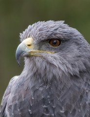 Chilean Blue Eagle Head shot with green background.