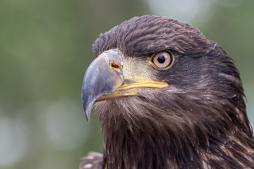 Juvenile Bald Headed Eagle head shot with green background.