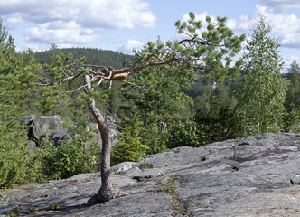 A croocked tree on a rock in the nature