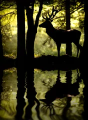 Foto op Canvas Herten tegen het licht © shocky
