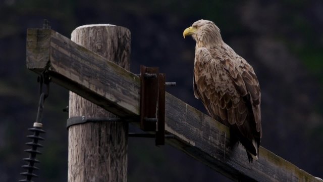 Seeadler auf den Lofoten