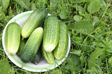 The cucumbers lying in a white plate on a grass in a garden