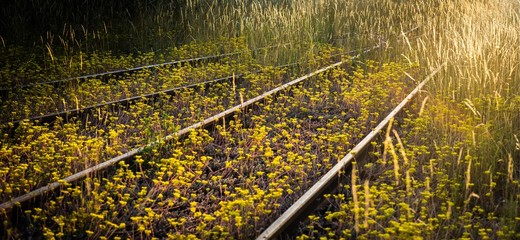 blossoming railways