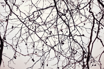 Fototapeta na wymiar Naked branches of a tree against
