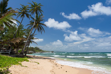 Fototapeta na wymiar tropical beach on the caribbean island