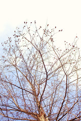 Obraz premium Naked branches of a tree against