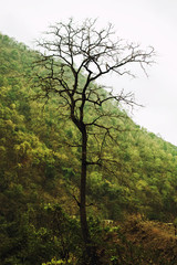Dry dead tree against of green forest