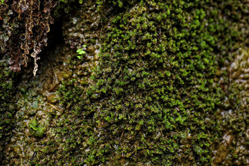 Wet moss with water