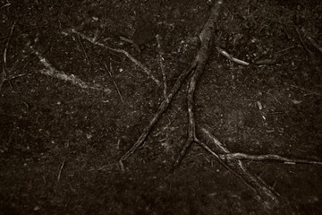 The roots of an old tree on the soil surface