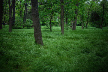 Summer forest with lush green leaves and grass