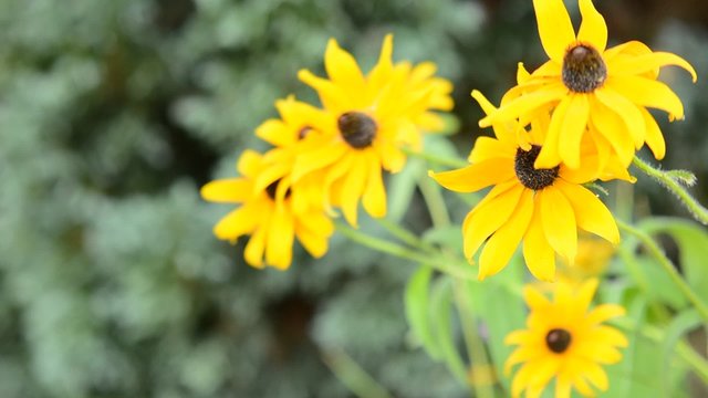 Yellow Echinacea (Rudbeckia) flowers move with the wind. 
