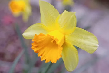 Papier Peint photo Lavable Narcisse Yellow daffodil flower