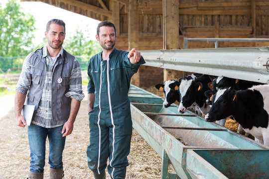 Farmer and veterinary working together in a barn