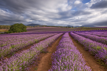 Fototapeta na wymiar One of the most beautiful sights in Tasmania during December and January is Bridestowe Lavender Estate. 