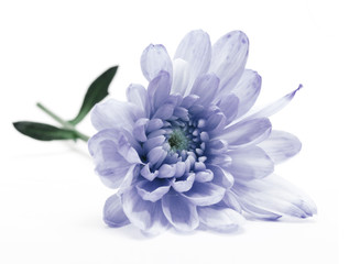 blue chrysanthemum flower on white - obrazy, fototapety, plakaty