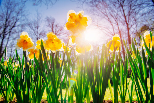 Yellow Daffodils in the gardens of Holland.