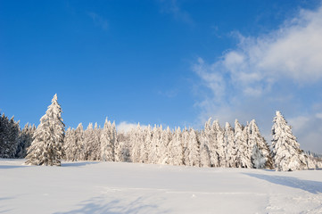 Conifers covered in snow
