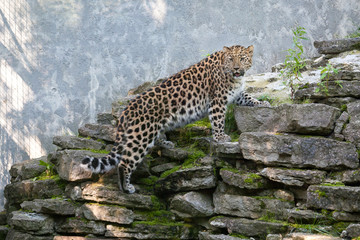 Wild cat. Amur leopard in open-air cage