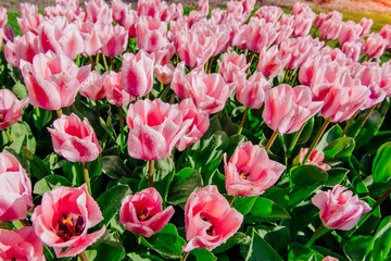 Group of pink tulips. Spring landscape.