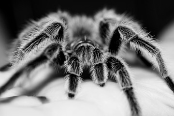 Tarantula