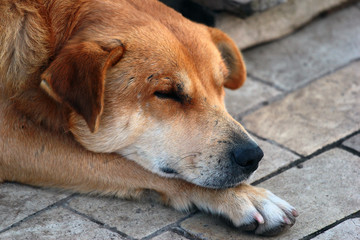 Naklejka na ściany i meble Closeup of a head of sleeping dog on the street