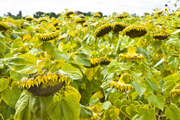Ripe sunflower in a field ready to be harvest