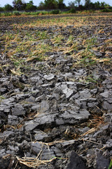 Earth ground is prepared for plant any cereal.