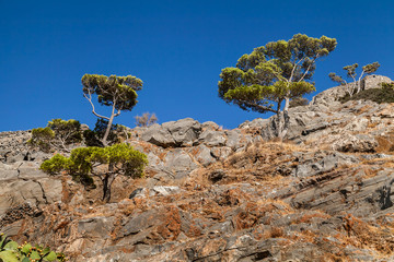 Горные сосны на скалах © soloviev_andrey