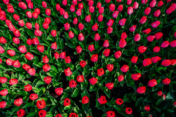 red tulips