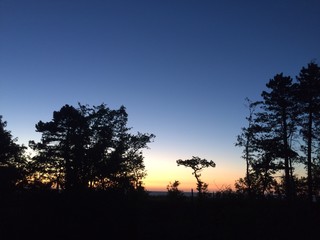 Baumsilhouetten bei Sonnenuntergang