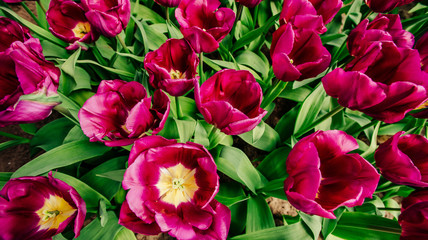 the sunlight shines through the beautiful spring tulips.