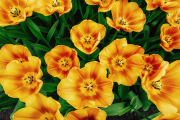 Obraz na płótnie Canvas Flower field with colorful tulips.
