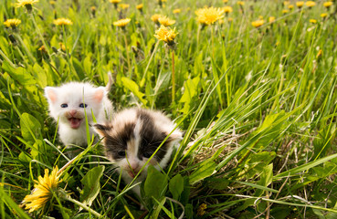 little happy, smiling kittens playing on green spring grass with yellow flowers - obrazy, fototapety, plakaty