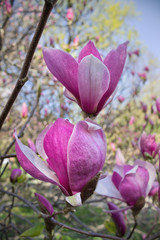 pink flowers  Magnolia soulangeana close up