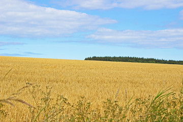 Wheat field in Scotland