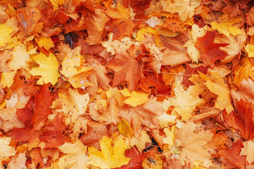 Naklejka na ściany i meble Yellow, orange and red autumn leaves in fall park.