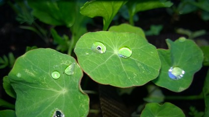 gouttes de pluie sur feuilles de capucine