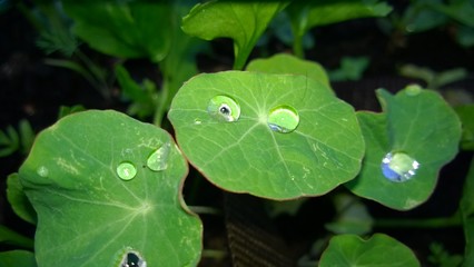 gouttes de pluie sur feuilles de capucine